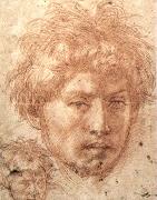 Andrea del Sarto Head of a Young Man oil on canvas